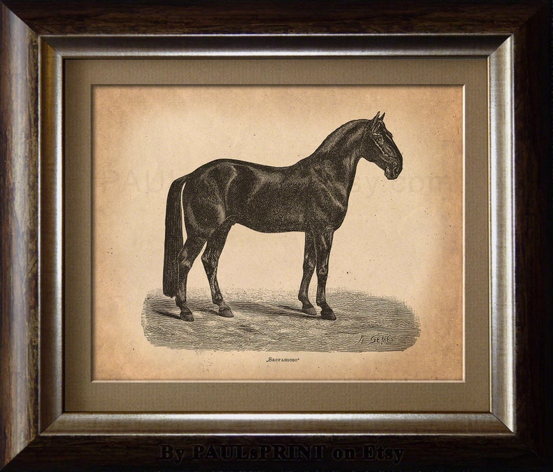 Vintage horse Printable art Antique horse print Vintage | Etsy
