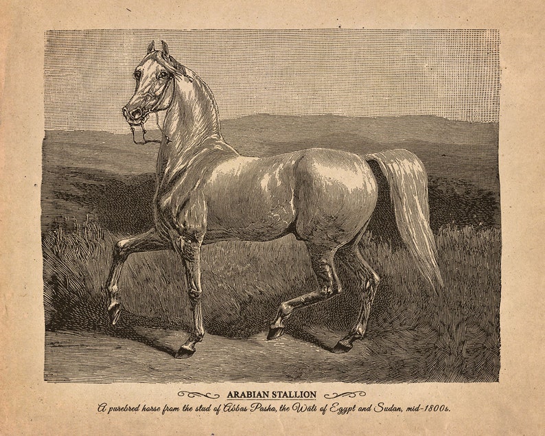 Vintage horse Printable art Antique horse print Vintage | Etsy