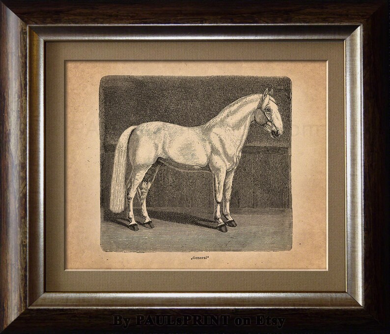 Vintage horse Printable art Antique horse print Vintage | Etsy