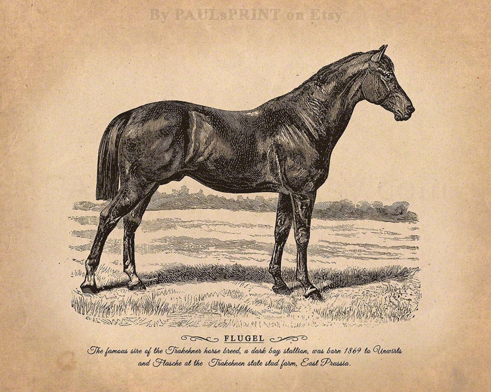 Vintage horse Printable art Antique horse print Vintage | Etsy