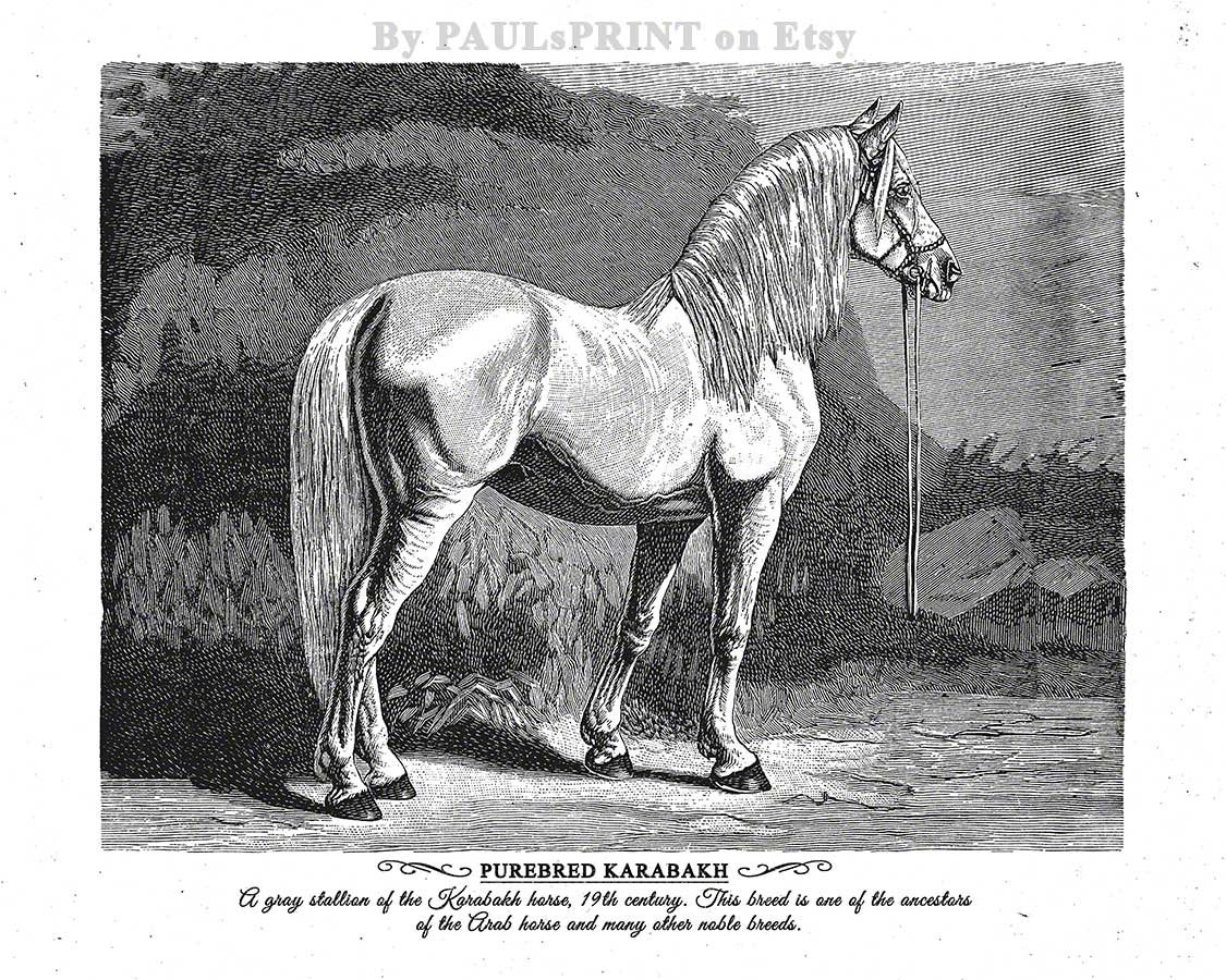 Vintage horse Printable art Antique horse print Vintage | Etsy