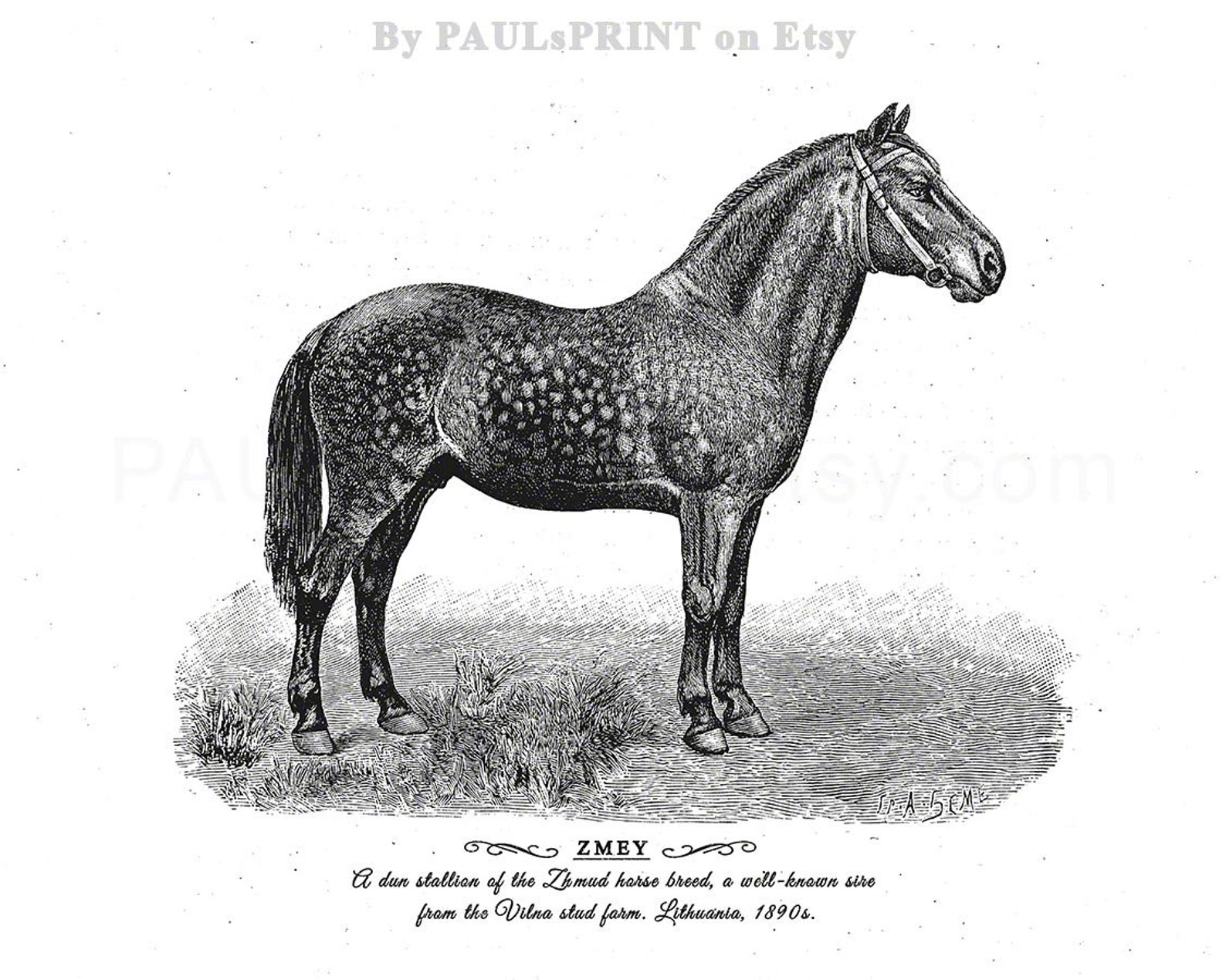 Vintage horse Printable art Antique horse print Vintage | Etsy