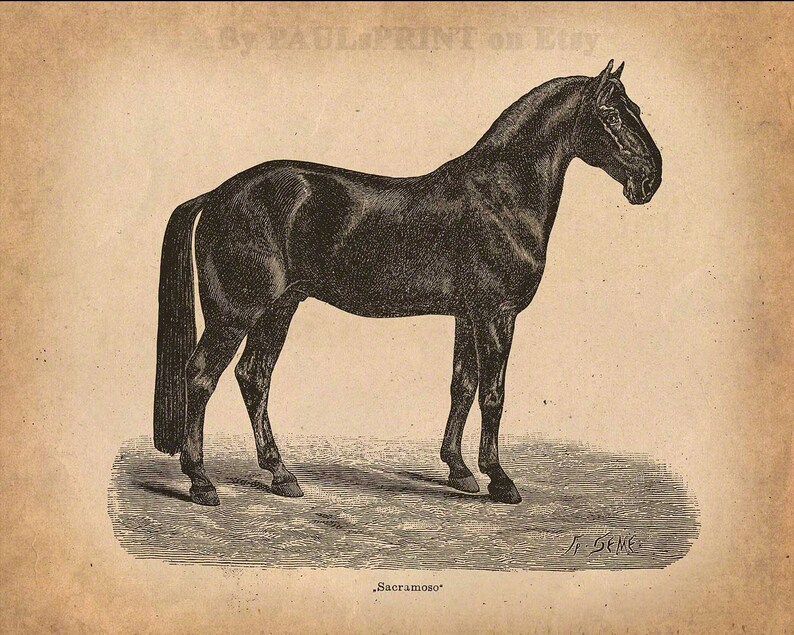 Vintage horse Printable art Antique horse print Vintage | Etsy