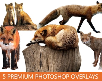 Fox Overlays for Photoshop In Png Format For Your Photo Manipulation Project Or Fantasy ( Fox, Animal Overlay, Wild Animal, Forrest Animal )