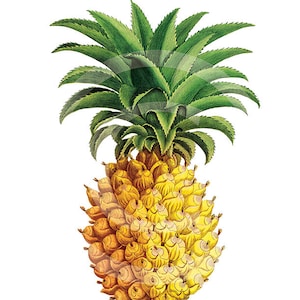 Könnte beinhalten: Eine gelbe und orangefarbene Ananas mit grünen Blättern. Die Ananas ist eine tropische Frucht mit süß-saurem Geschmack.
