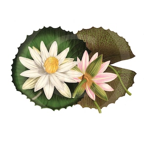 Vintage ClipArt,  Lotus  ClipArt, Lotus Clip Art , Lotus  Download, Lotus Printable, Lotus Download, Lotus,