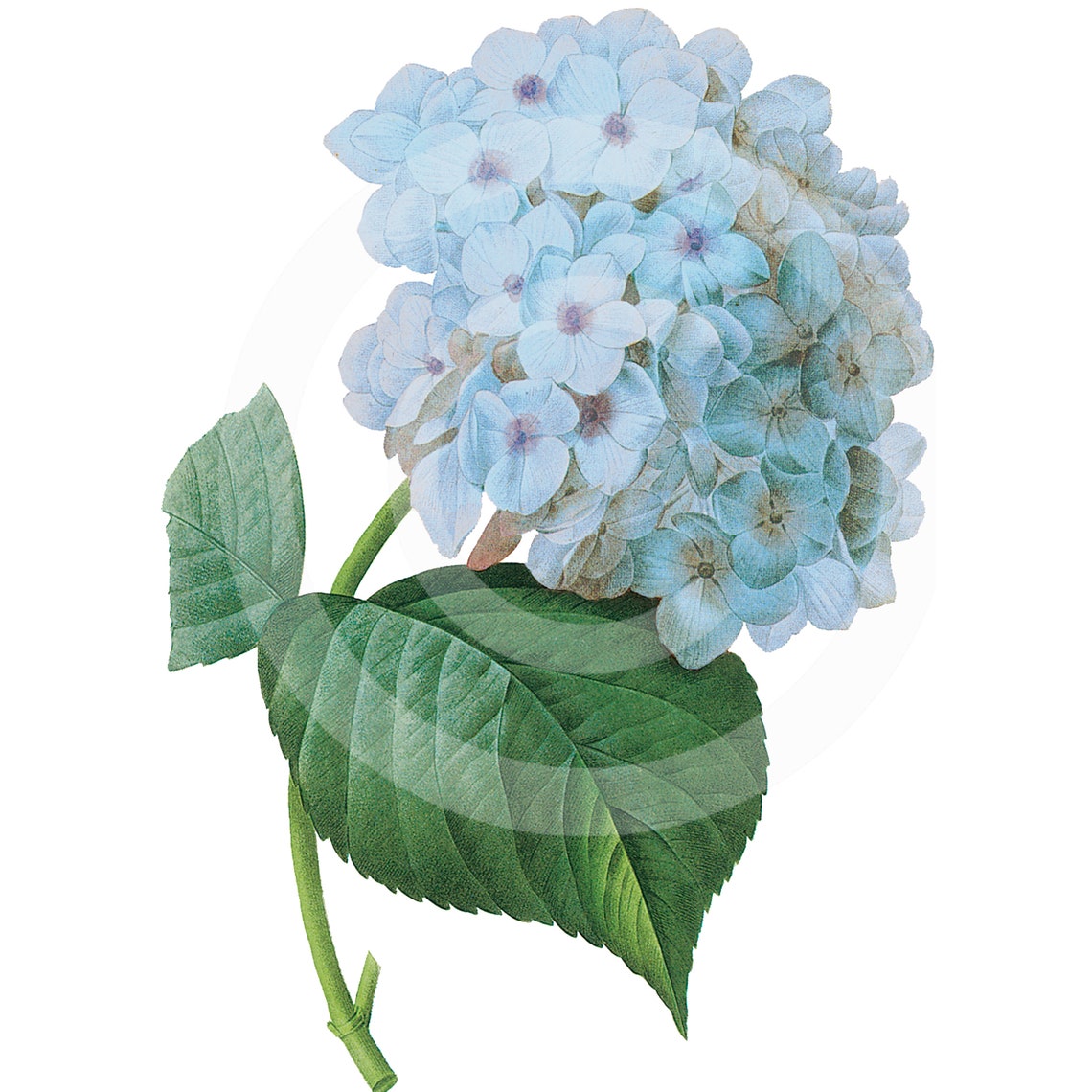 Blue Hydrangea Hydrangea Clipart Hydrangea Clip Art - Etsy