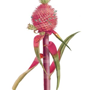 Könnte beinhalten: Botanische Illustration einer Ananas. Die Ananasfrucht ist ein leuchtendes Rosa mit einer strukturierten Oberfläche, gekrönt von grünen Blättern. Der Stiel ist tiefmagenta und die Blätter sind lang und grün.