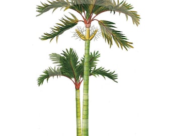 Palm Tree Clip-Art,  Tropical Palm Tree Clip Art, Clip Art Palm Tree, Tropical Leaf Download, Tropical Printable, Palm Tree Download