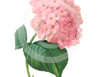 Pink Hydrangea, Hydrangea ClipArt, Hydrangea Clip Art, Hydrangea Download, Hydrangea Imprimable, Hydrangea Print, Pink Hydrangea Art, Pink