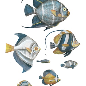 Blue Fish, Fish, clipart Fish, Fish Download, Fish clipart, Fish Printable, Fish Blue, Fish Ephemera, Vintage Art, Fish Wall Art, Fish Art
