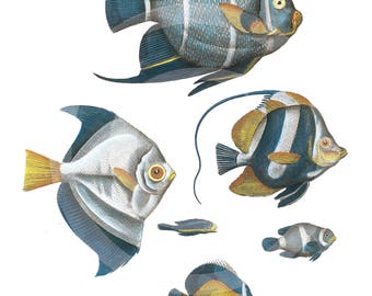 Blue Fish, Fish, clipart Fish, Fish Download, Fish clipart, Fish Printable, Fish Blue, Fish Ephemera, Vintage Art, Fish Wall Art, Fish Art