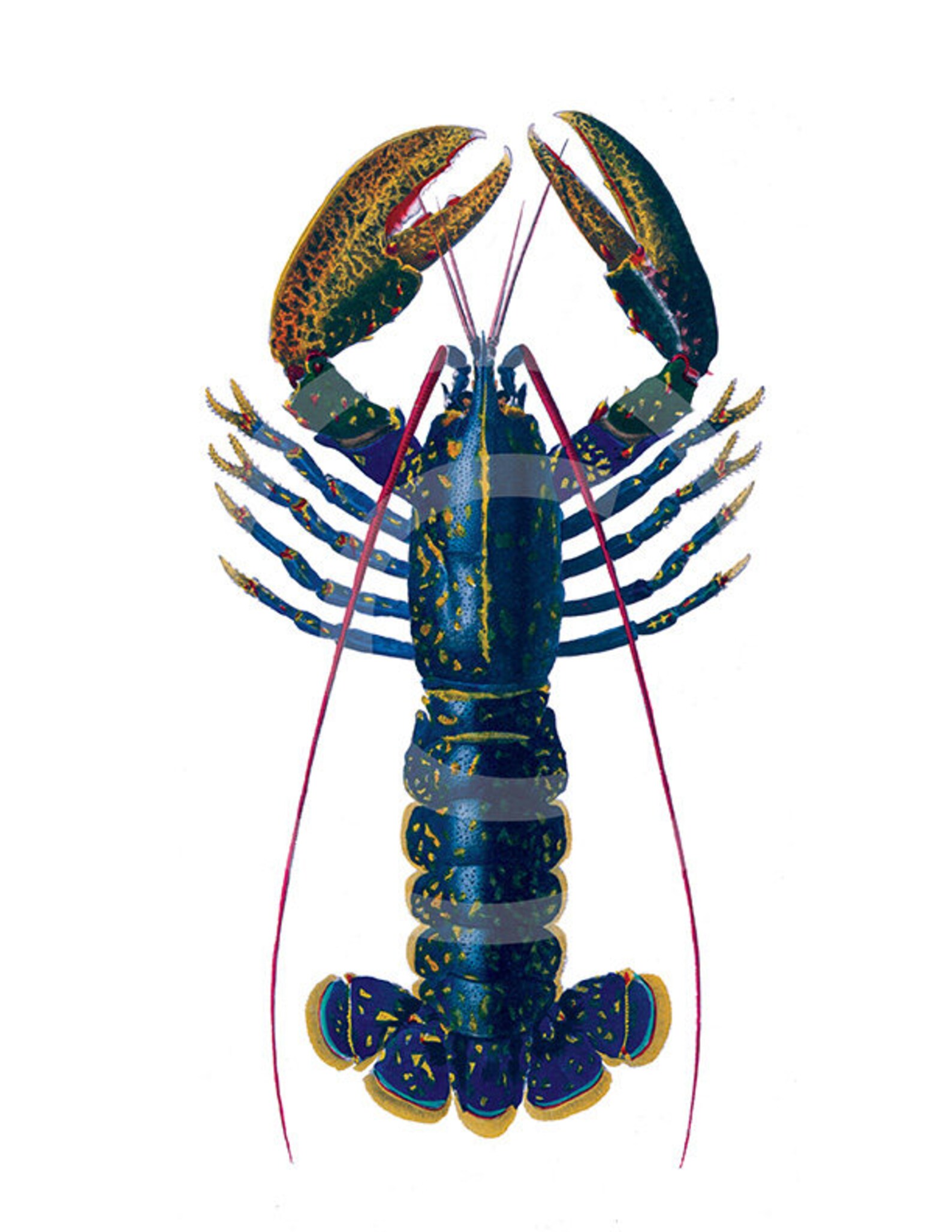 Lobster Clip Art Clip Art Lobster Lobster Blue Lobster Etsy