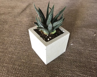 Modern Concrete Planter for succulents and small plants home decor pot cactus cute