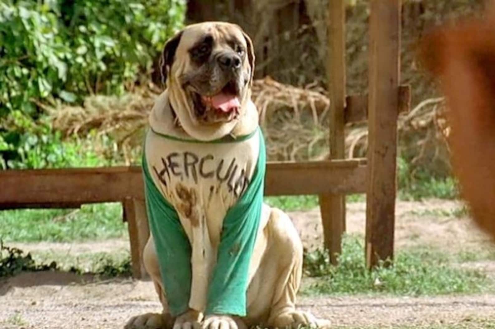 Sandlot Hercules Dog Enamel Pin Sandlot 1993 You're Etsy Canada