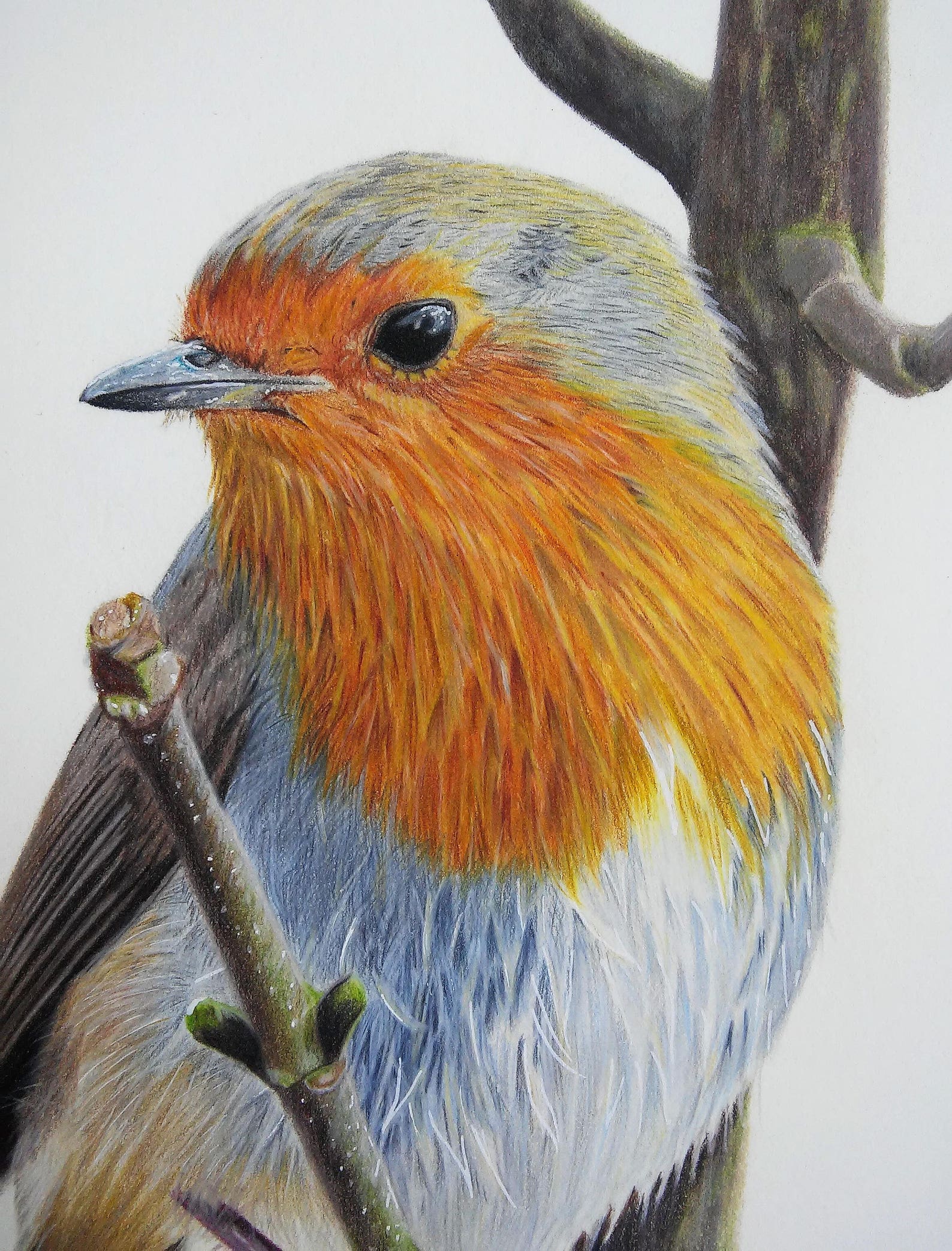 Original Colored Pencil Painting of a beautiful robin sitting Etsy