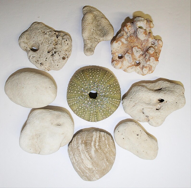 Coral Pieces Natural White 8 Pieces Beach Finds Coral Mobile Etsy