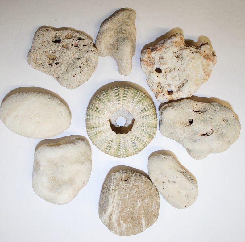 Coral Pieces Natural White 8 Pieces Beach Finds Coral Mobile Etsy