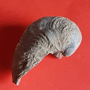 May include: A gray fossilized shell with a ridged texture. The shell is curved and has a pointed end.
