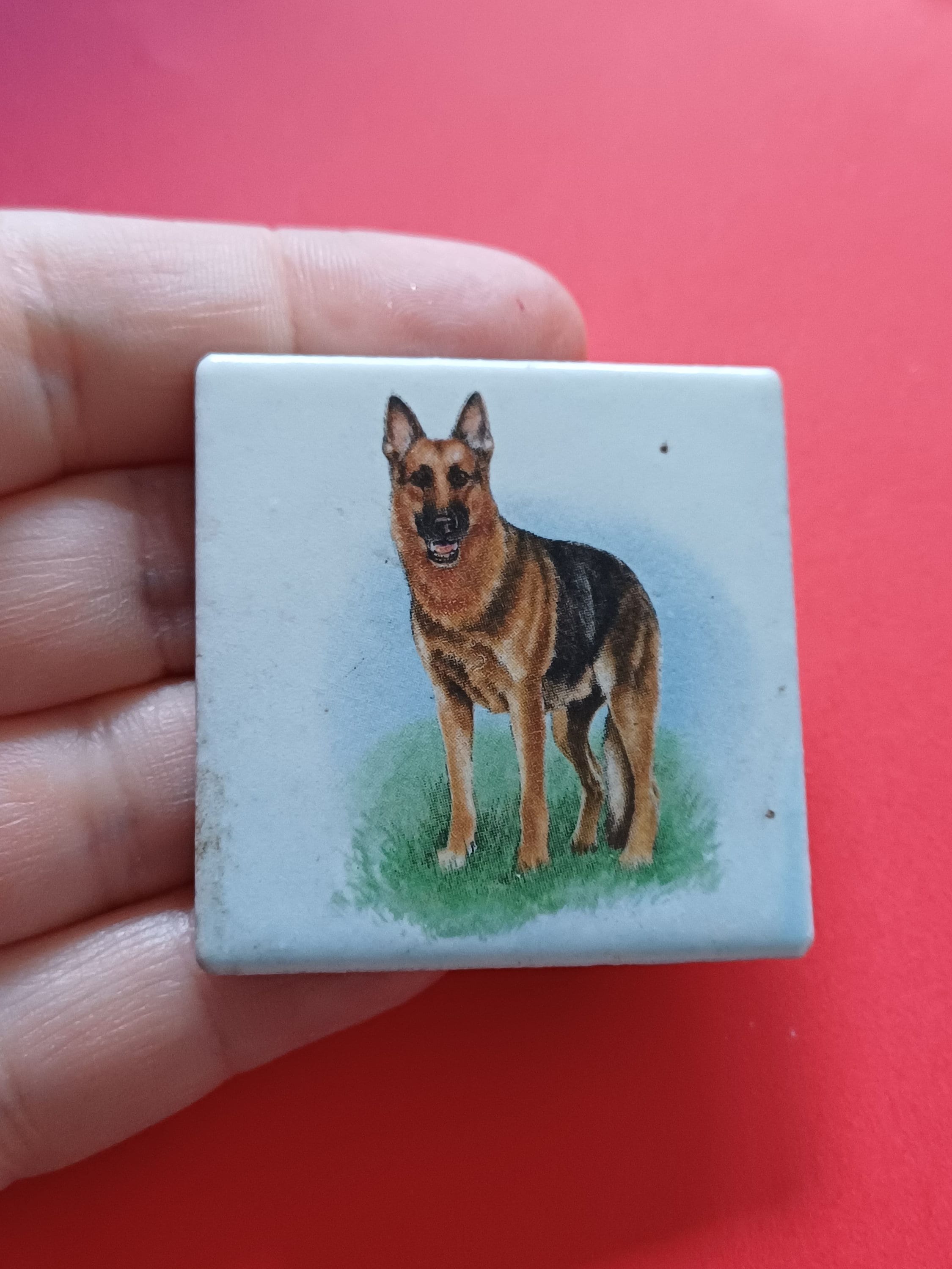 Duitse herder en puppy zijn beste vrienden | Watch, image size:2250x3000