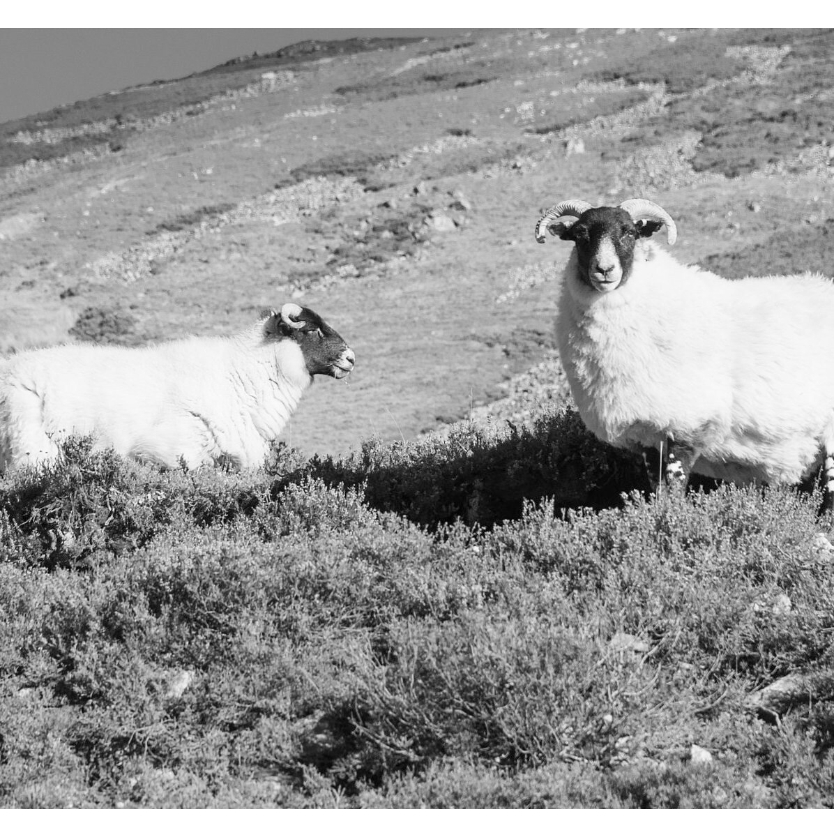 Scottish Mountain Wall Art Wildlife Sheep Print Set Etsy España