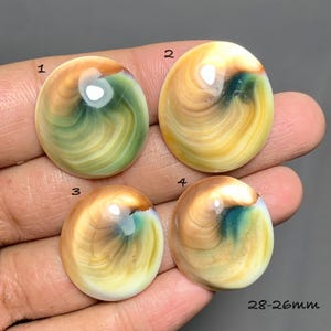 May include: Four round, polished Shiva eye shell cabochons labeled 1 through 4, featuring swirling patterns of cream, tan, and deep green. Each piece displays a smooth, glossy surface with natural organic spirals. The size range is 28-26 mm.