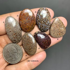 Puede incluir: Seis cabujones pulidos de hueso de dinosaurio fosilizado en tonos marrón, beige y gris, con patrones únicos. Los tamaños varían de 30 mm a 23 mm. Se incluye una moneda como referencia de tamaño.