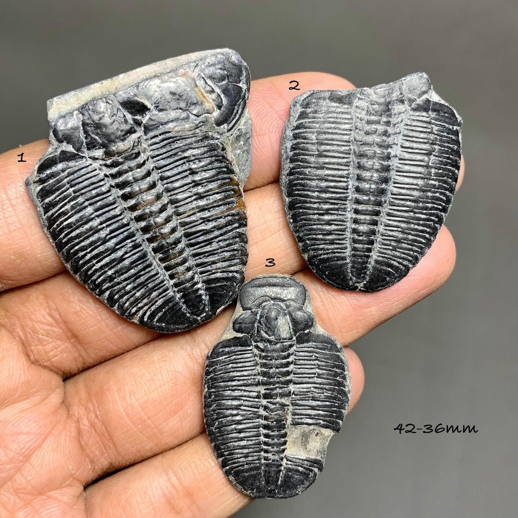 Trilobite fossil - Etsy 日本