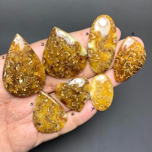 May include: A collection of seven polished fossil stones in various shapes, including teardrop, oval, and heart. The stones feature a warm brown and cream color palette with intricate, organic patterns. The stones are held in a hand against a dark gray background.