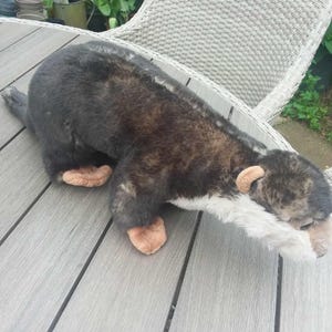 Ark Toys Premier Collection otter/jaren 80/C13