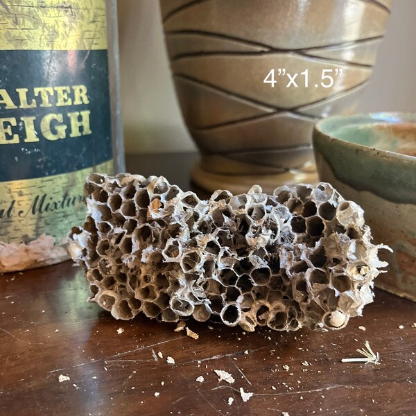 Massive Extra Large Wasp Nest from Hornets Nest - Natural, Organic, Nature, Insect, Taxidermy, Decor, Terrarium, Fall Decor