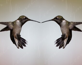 Hummingbird or El ZunZun in Flight Mirrored in Rectangular 1:2 ratio - digital download image - Wall Art Photograph - Gallery Art