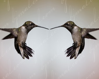 Hummingbird or El ZunZun in Flight Mirrored in Rectangular 9:16 ratio - digital download image - Wall Art - Gallery Art