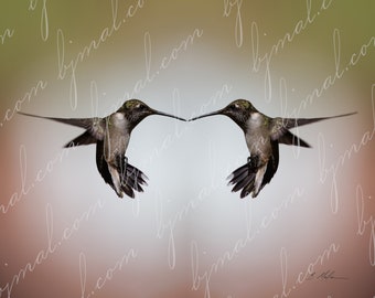 Hummingbird or El ZunZun in Flight Mirrored in Rectangular 8x10, 16x20, 24x30 - digital download image Wall Art Photograph Gallery Art