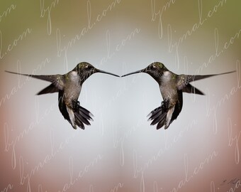 Hummingbird or El ZunZun in Flight Mirrored in Rectangular 5x7, 10x14, 15x21 ratio - digital download image Wall Art Photograph Gallery Art
