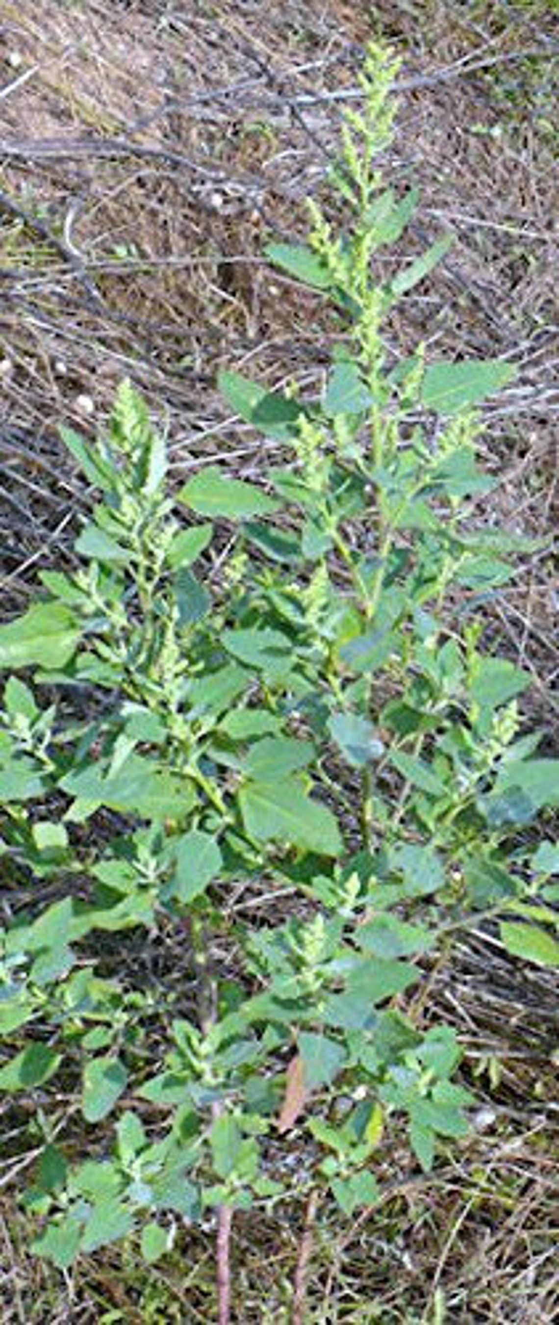 LAMB'S QUARTER 50 Seeds Goosefoot Wild Collected Etsy