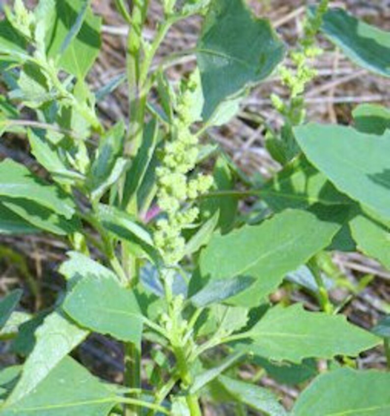 LAMB'S QUARTER 50 Seeds goosefoot Wild Collected Etsy