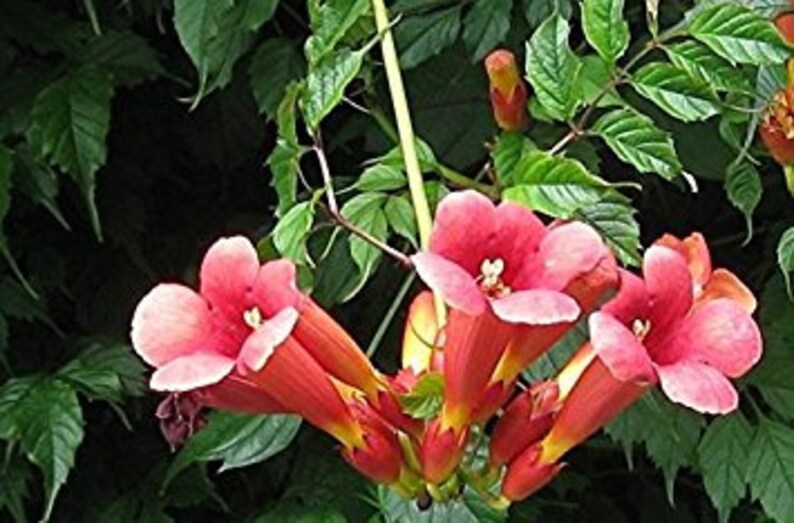 SCARLET TRUMPET VINE 30 Seeds Showy Hardy Attracts Etsy