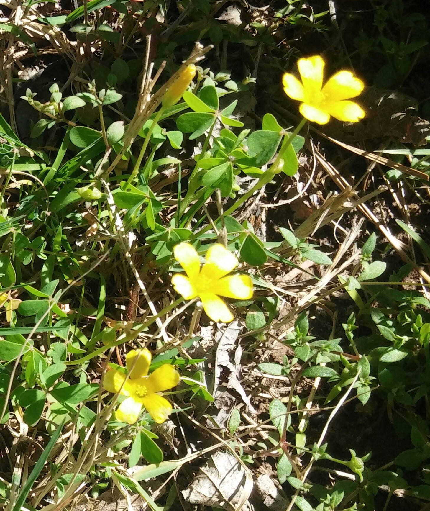 Yellow Wood Sorrel 50 Graines Oxalis Stricta Bio Aka Etsy