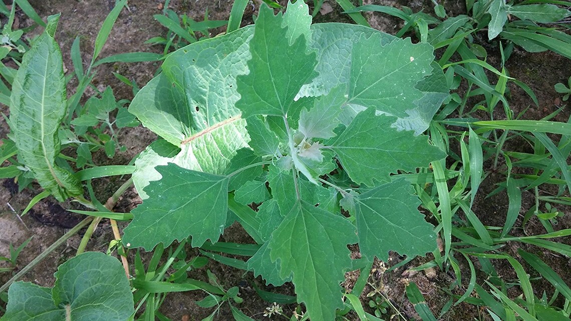 LAMB'S QUARTER 50 Seeds Goosefoot Wild Collected Etsy