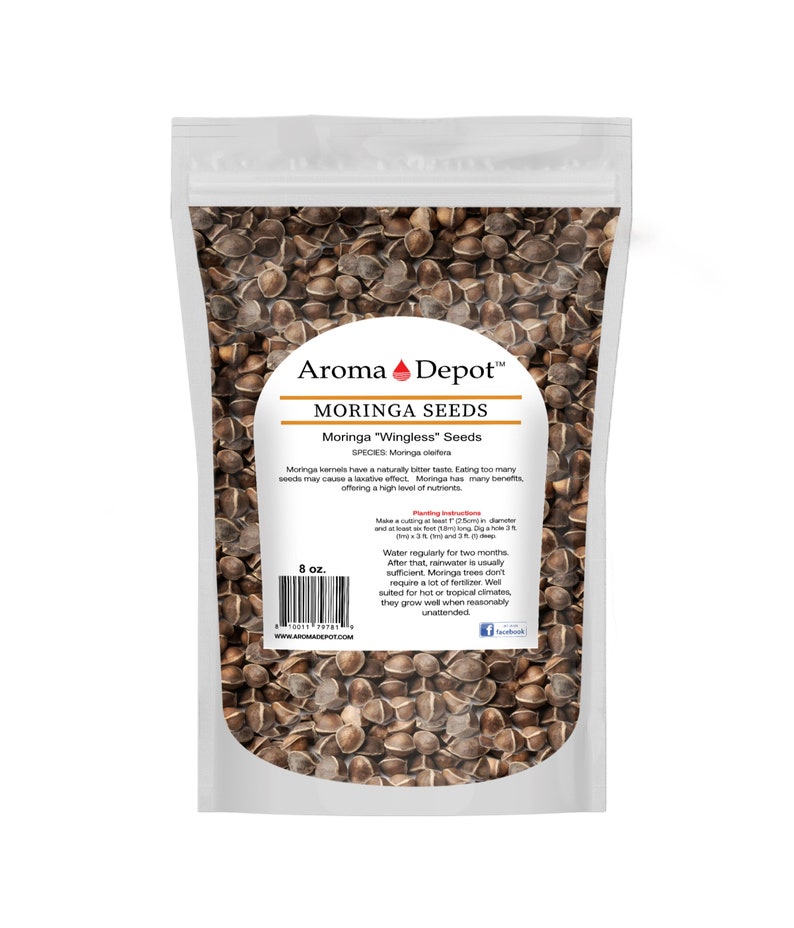 Wingless Moringa Seeds, 100% Pure, Natural Oleifera image 6