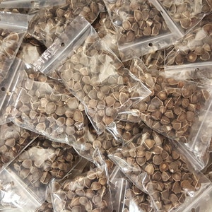 Wingless Moringa Seeds, 100% Pure, Natural Oleifera image 4