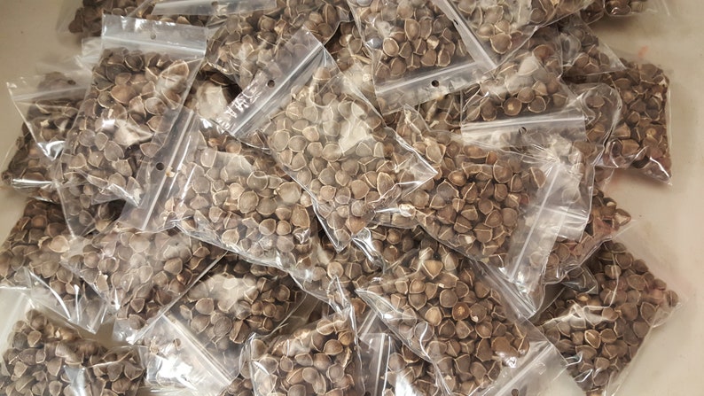 Wingless Moringa Seeds, 100% Pure, Natural Oleifera image 4