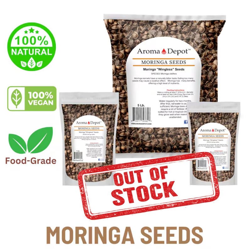 Wingless Moringa Seeds, 100% Pure, Natural Oleifera image 1