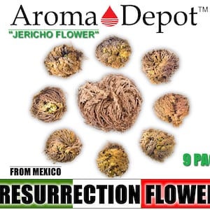 Jericho Flower 9 PACK Rose of Jericho, Ressurection Flower Whole Plant, Small, Medium or Large Flower, Jericho Rose, Magic Flower