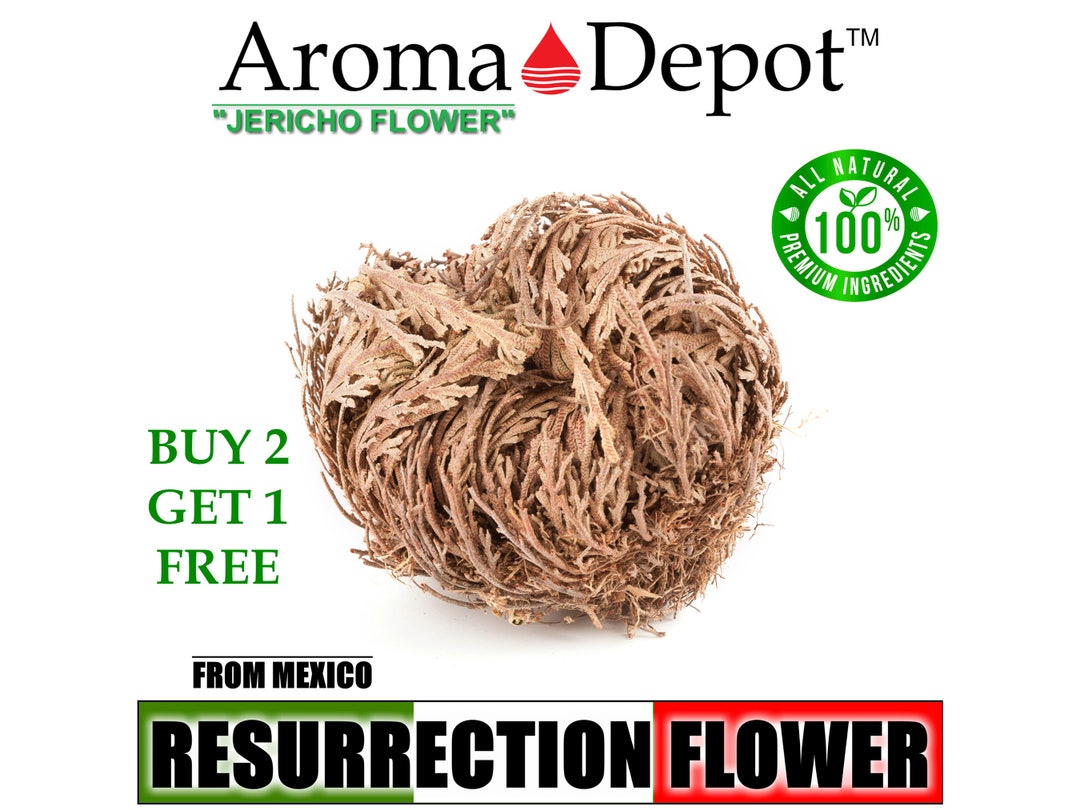 Jericho Flower, Rose of Jericho, Ressurection Flower Whole Plant, Small