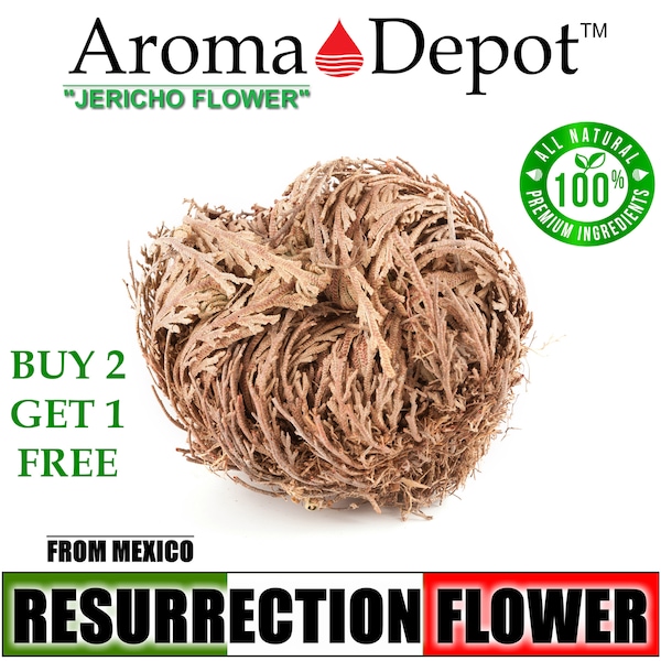 Jericho Flower, Rose of Jericho, Ressurection Flower Whole Plant, Small, Medium or Large Flower, Magic Flower Buy 2 Get 1 FREE