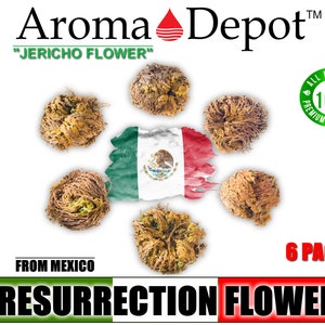 Jericho Flower 6 PACK Rose of Jericho, Ressurection Flower Whole Plant, Small, Medium or Large Flower, Jericho Rose, Magic Flower