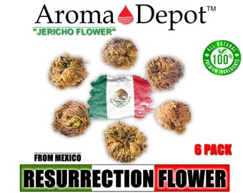 Jericho Flower 6 PACK, Rose of Resurrection Plant