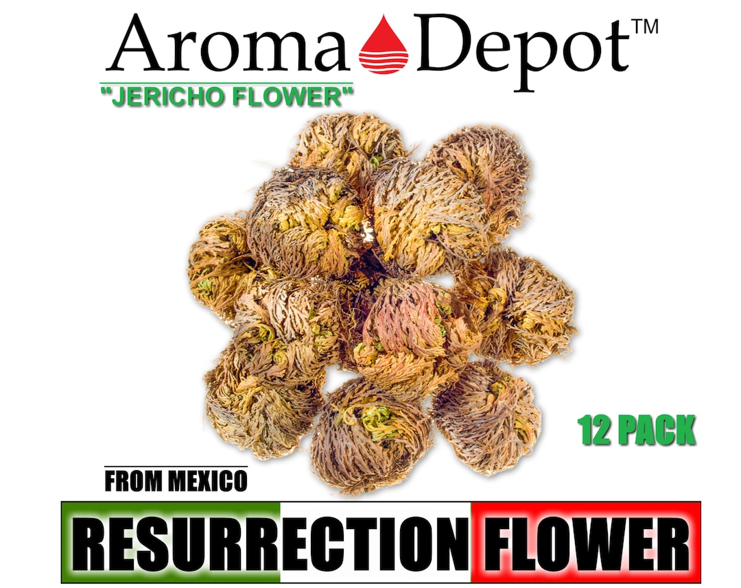 Jericho Flower 12 PACK Rose of Jericho, Ressurection Flower Whole Plant, Small, Medium or Large